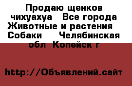 Продаю щенков чихуахуа - Все города Животные и растения » Собаки   . Челябинская обл.,Копейск г.